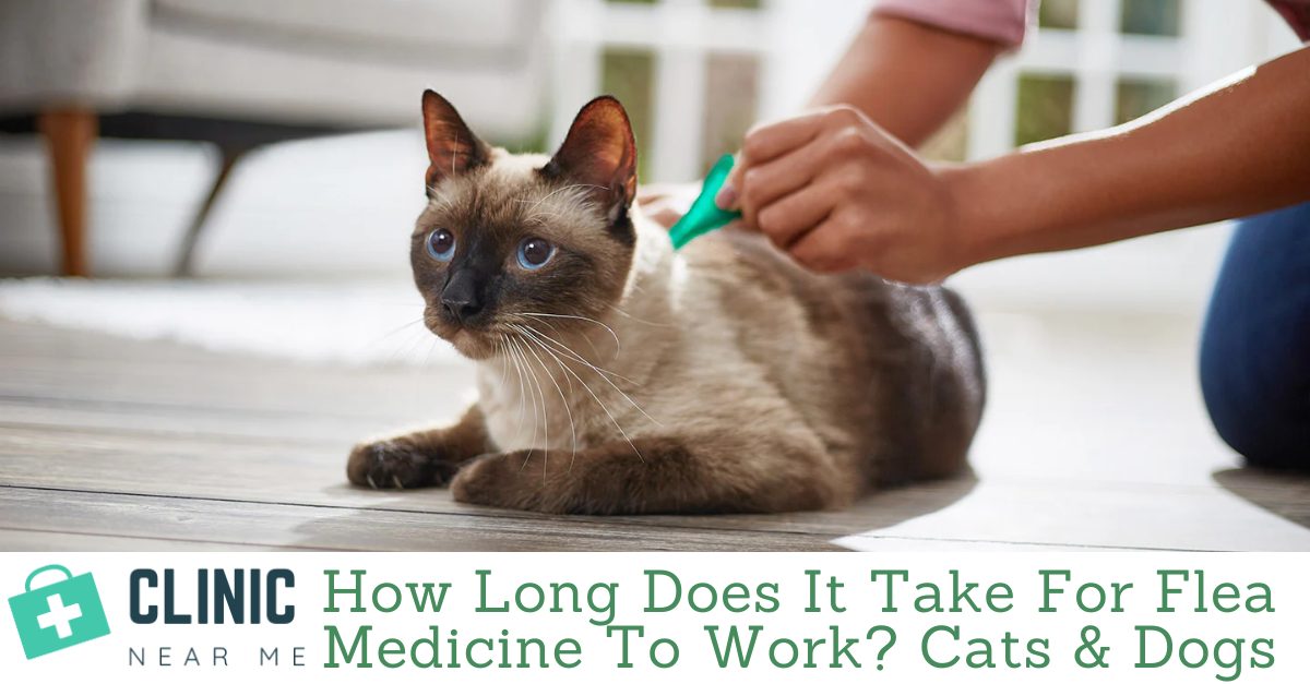 Flea Medicine To Work on Cats & Dogs