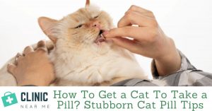 How To Get a Cat To Take a Pill